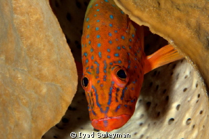 Fish portrait 
(Grouper)
 by Iyad Suleyman 
